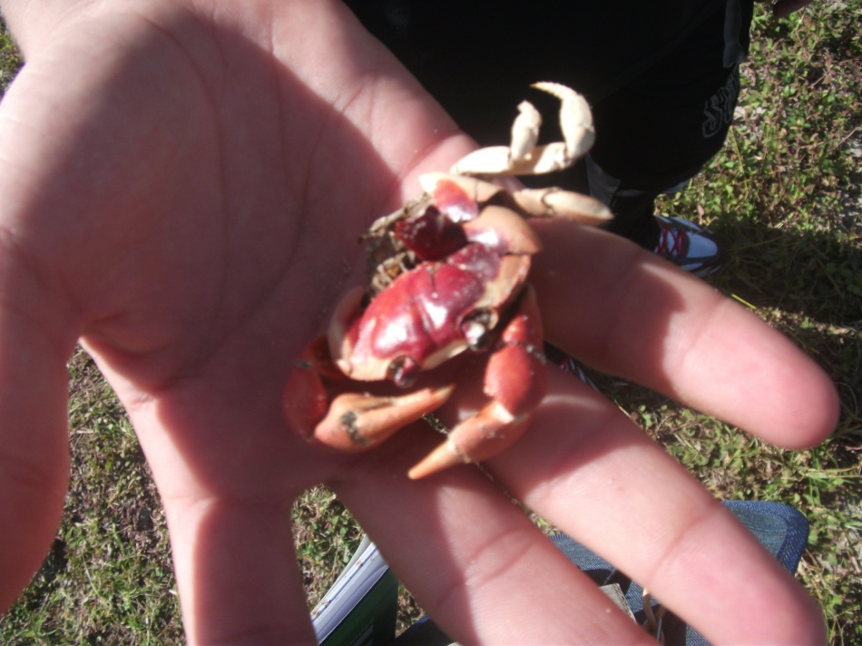 Un petit crabe de la mangrove ,BOIS JOLAN SAINTE ANNE